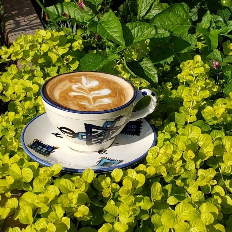 Latte dans la verdure