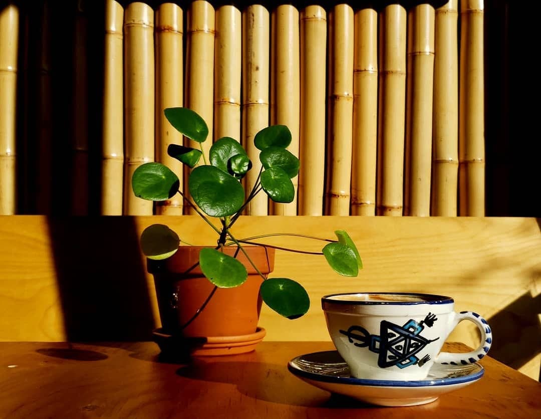 Tasse de céramique devant le bambou