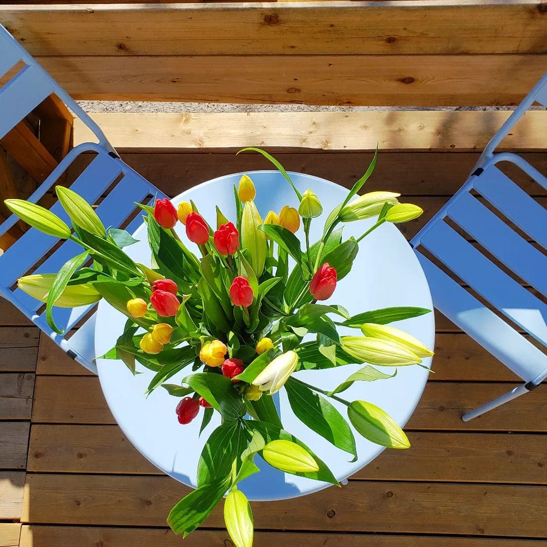 Tulipes sur la terrasse